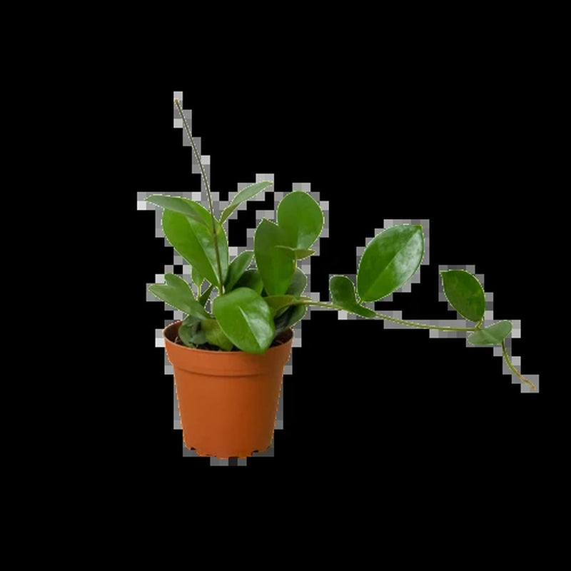 Hoya 'Australis'
